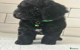Cockapoo dogs for sale: Nobody chose me - Image 3