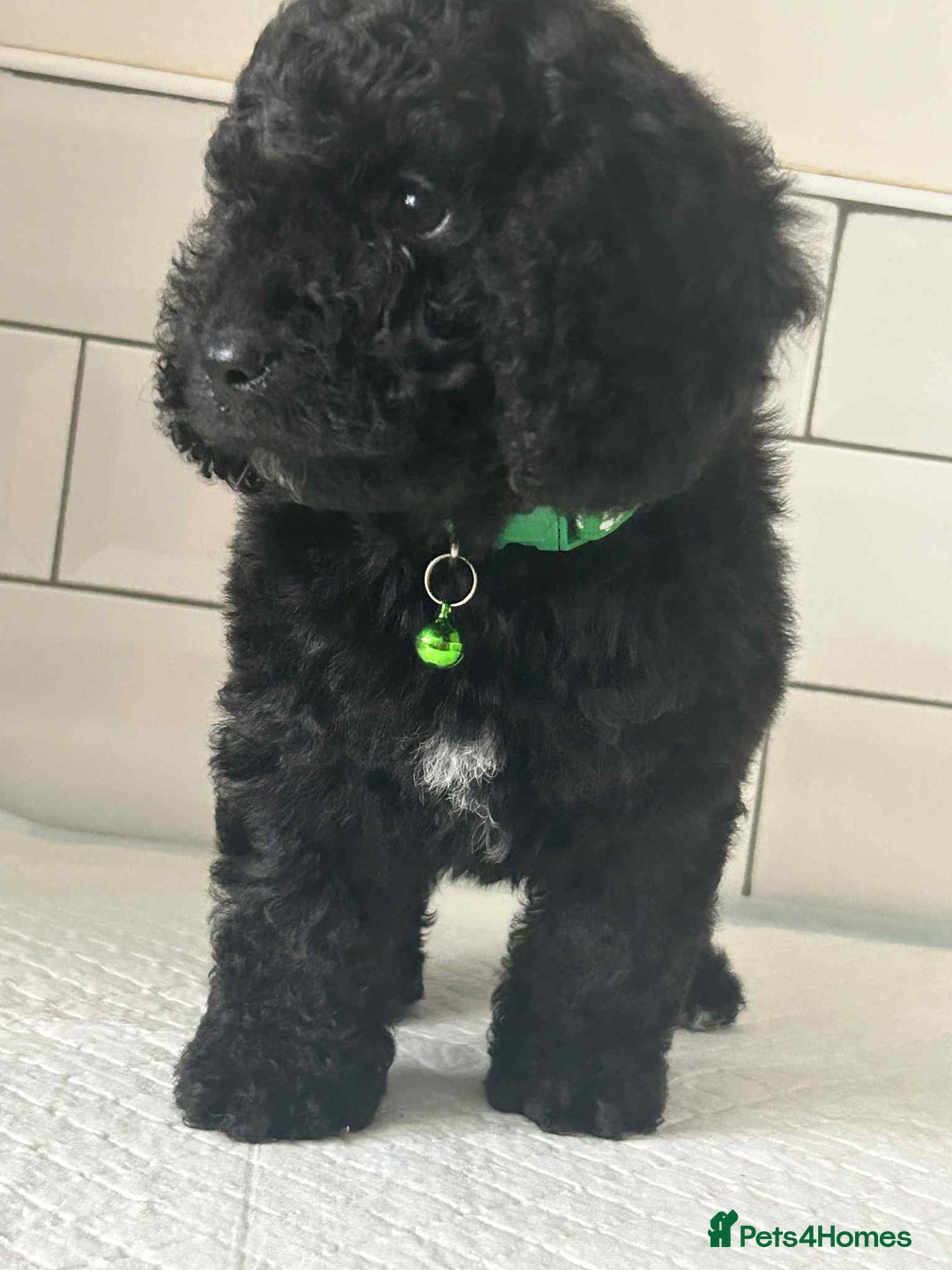 Cockapoo dogs for sale: Nobody chose me - Image 3