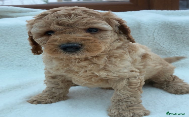 Miniature Poodle dogs - Advert 4