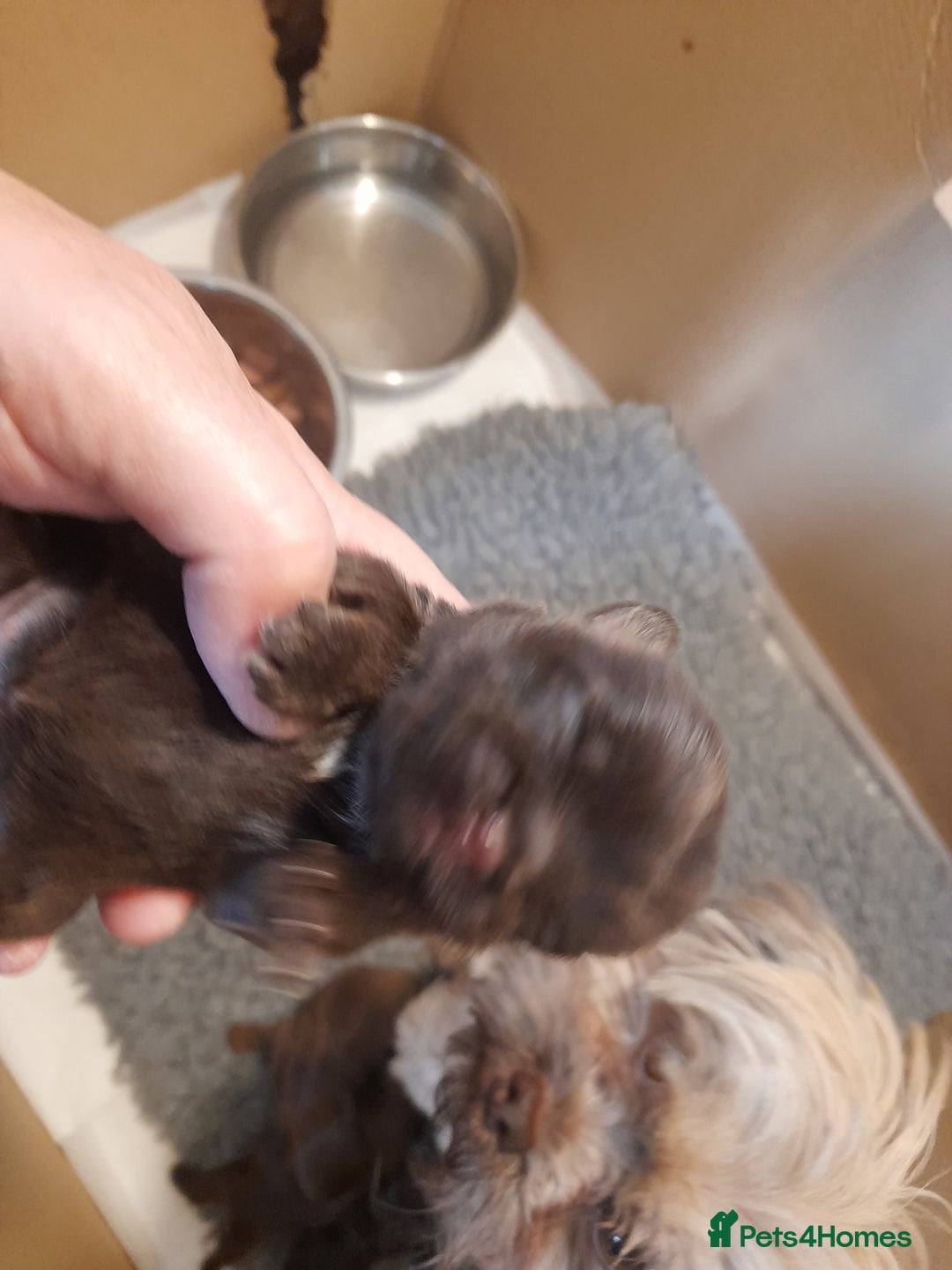 Malshi dogs for sale: Malshi - Advert 29