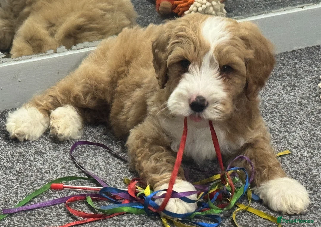 Australian Labradoodle dogs for sale: Multi-Gen Australian Labradoodle Puppies - Advert 3