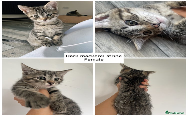 Mixed Breed cats - Advert 1