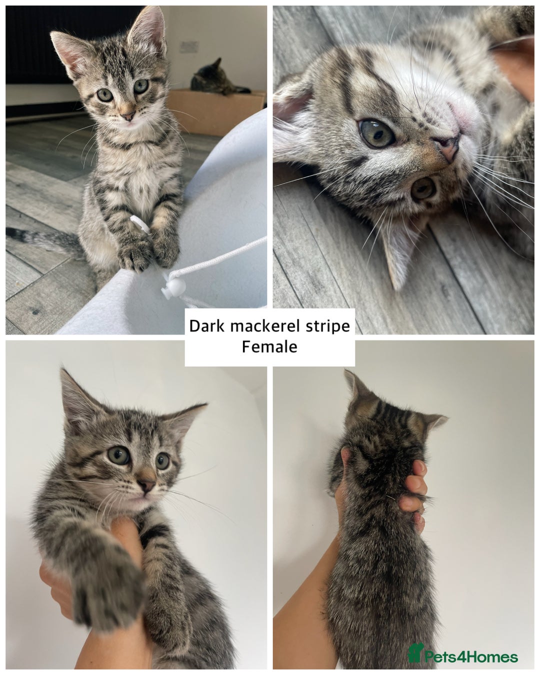 Mixed Breed cats for sale: Mixed breed ragdoll & tabby kittens - Image 1