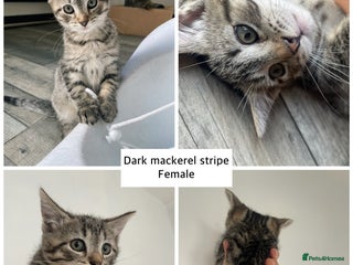 Mixed Breed cats - Advert 13