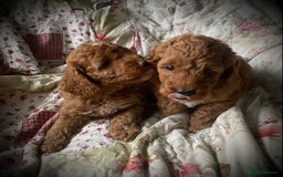 Cockapoo dogs for sale: Fabulous F1b Fox Red Cockapoo Health Cleared - Image 24