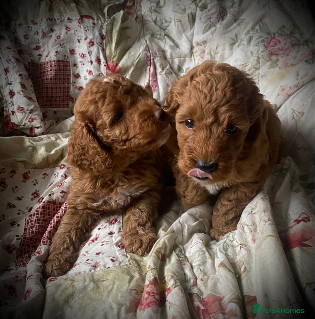 Cockapoo dogs for sale: Fabulous F1b Fox Red Cockapoo Health Cleared - Image 24
