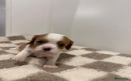 Cavalier King Charles Spaniel dogs for sale: Cavalier King Charles Spaniel  - Image 13