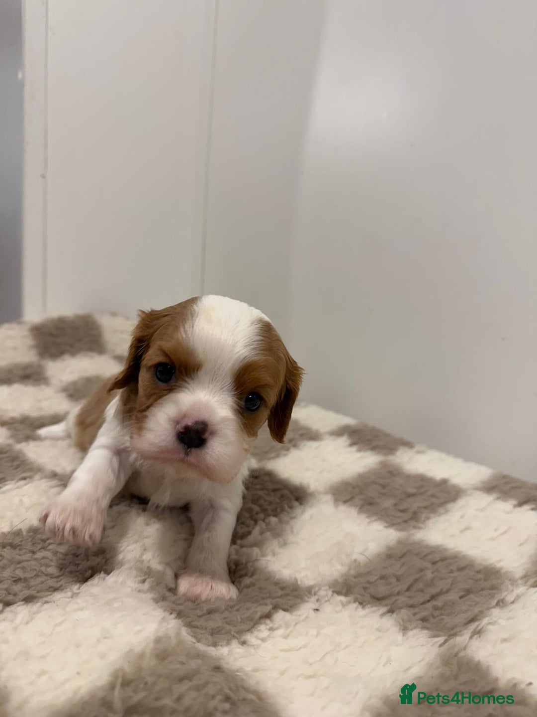 Cavalier King Charles Spaniel dogs for sale: Cavalier King Charles Spaniel  - Image 13