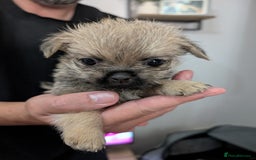 Mixed Breed dogs for sale: ShiChi - Image 3