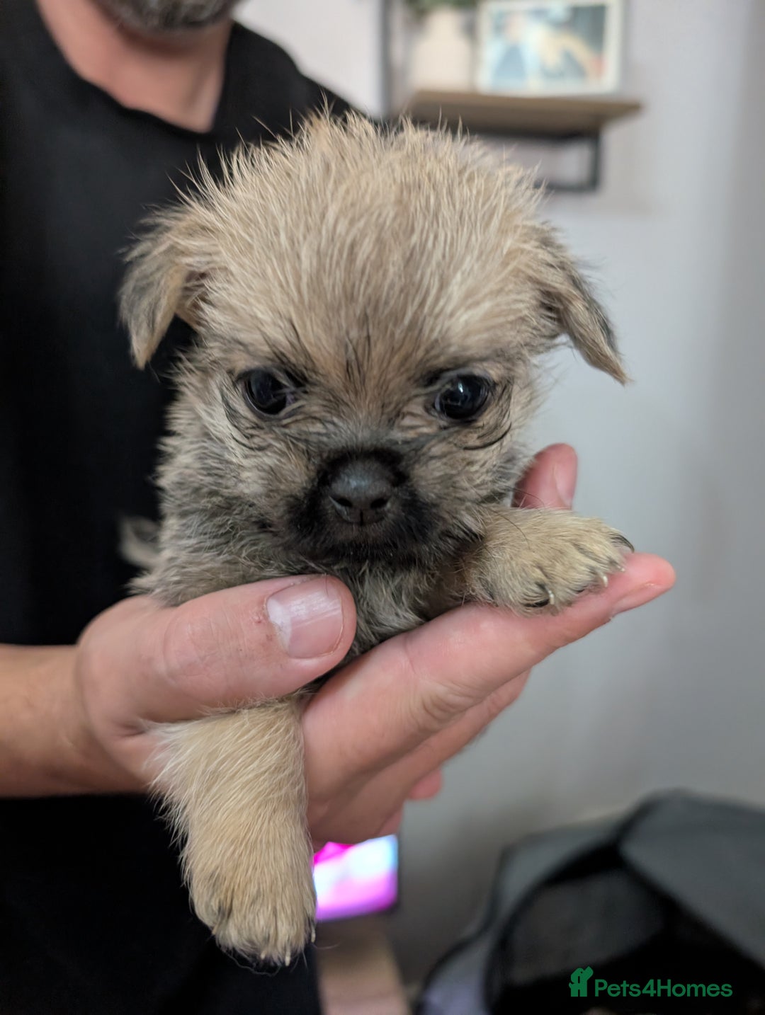 Mixed Breed dogs for sale: ShiChi - Image 3