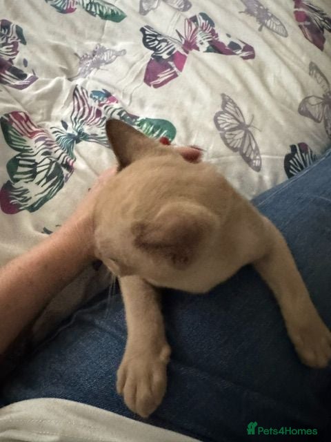 Burmese cats Adorable Burmese Kittens - Advert 2