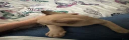 Burmese cats for sale: Adorable Burmese Kittens - Advert 2