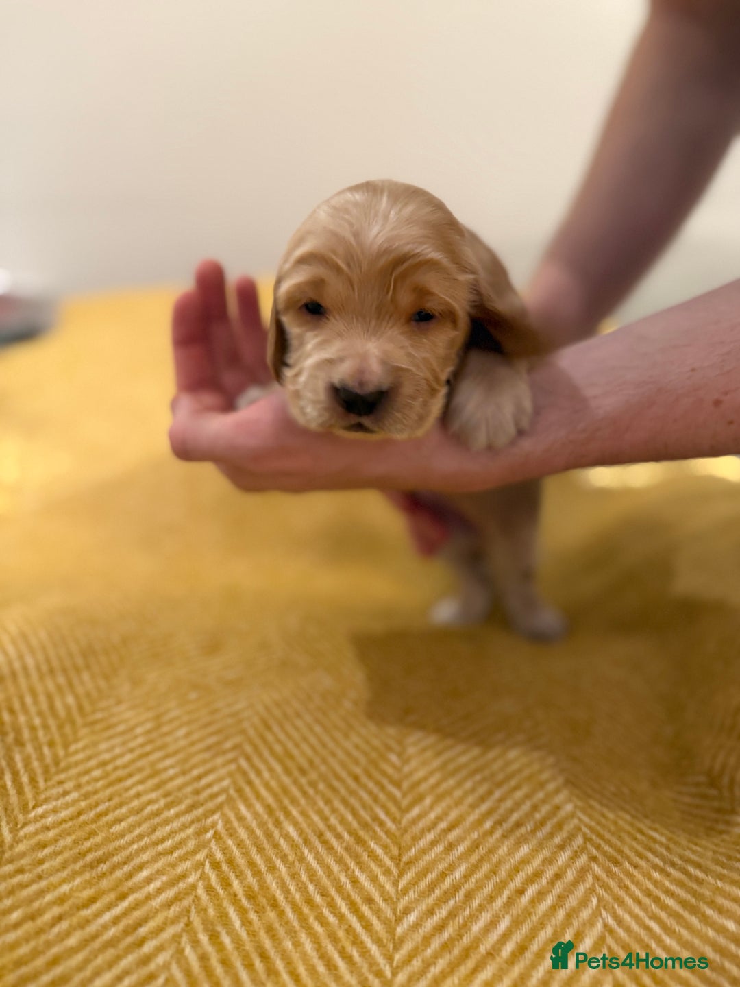 Cocker Spaniel dogs for sale: Stunning Show Cocker Spaniel litter  - Advert 9