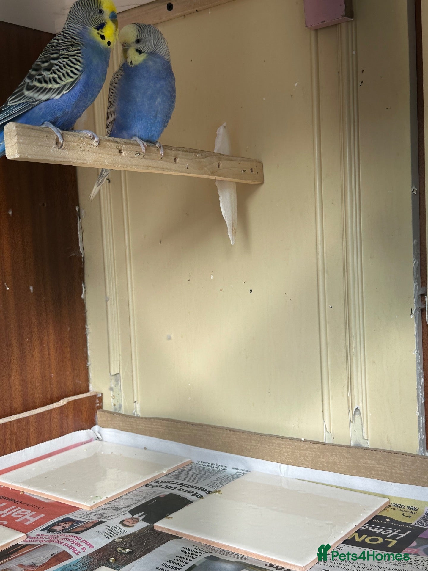 Budgerigars birds Lovely bonded pairs and males in Dagenham  - Advert 2