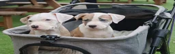 American Bulldog dogs for sale: American Bulldog Puppies - Advert 28