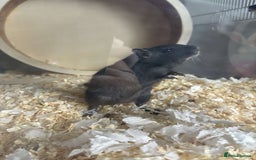 Gerbil rodents for sale: 2 lovely Gerbils - Image 2