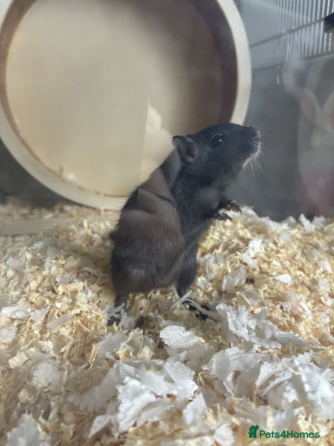 Gerbil rodents for sale: 2 lovely Gerbils - Image 2
