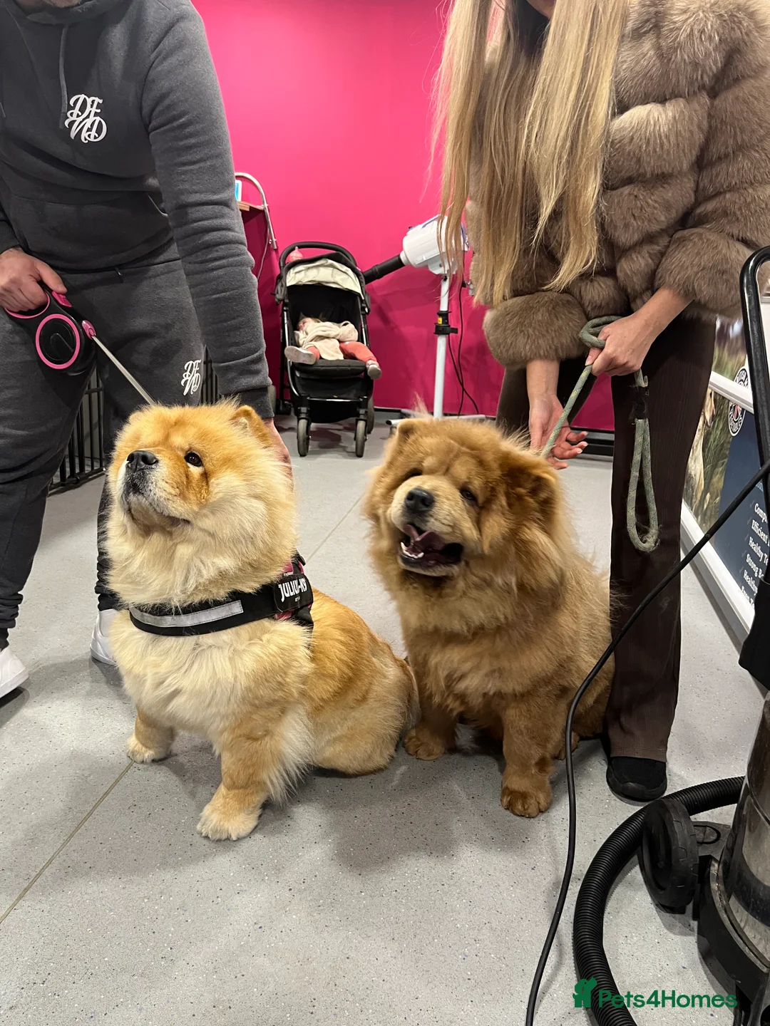 Chow Chow dogs for stud: Champion lines Cinnamon Chow Chow Stud 🦁 - Advert 2