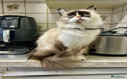 Ragdoll cats for sale: Beautiful Kittens ready to leave for new home - Image 18