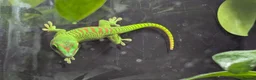 Gecko reptiles for sale: Hi Red Giant Day Geckos - Advert 4