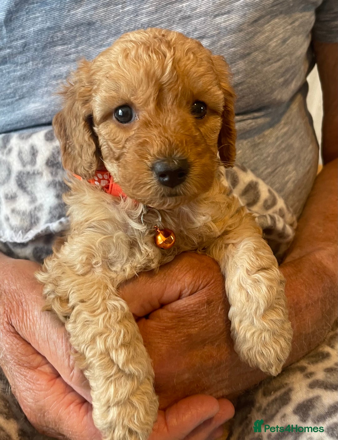 Cavapoo dogs for sale: Quality cavapoo puppies  - Image 2