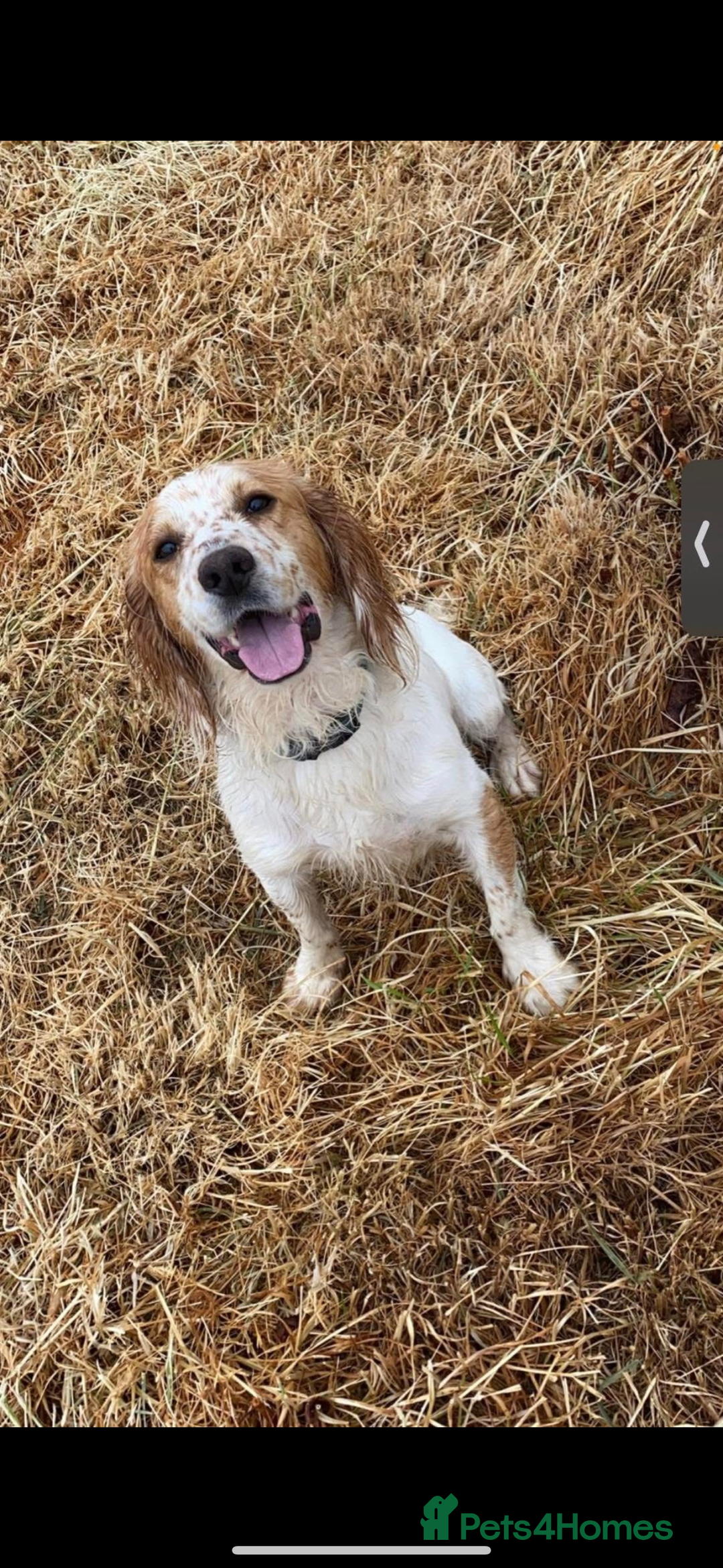 Mixed Breed dogs for sale: 6 Cocker jack puppies - Image 13