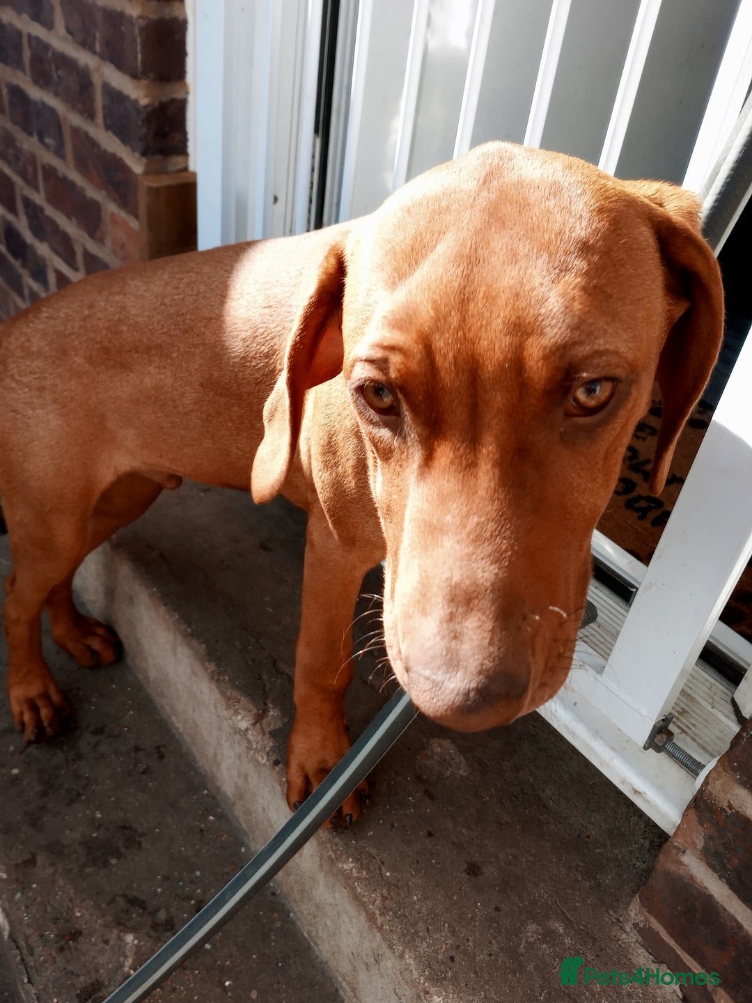Rhodesian Ridgeback dogs for sale: Ridgeless Rhodesian Ridgeback Puppies For Sale - Image 4