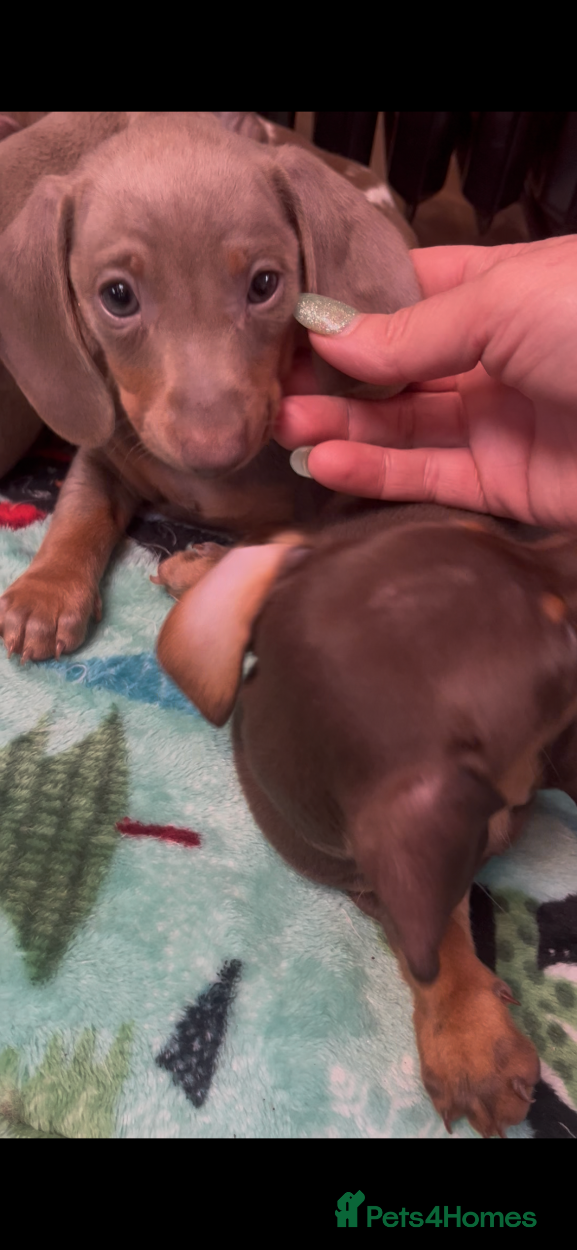 Miniature Dachshund dogs 🥰1 strong Isabella+Tan boy ready to leave now! - Advert 9