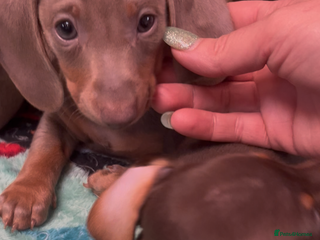 Miniature Dachshund dogs 🥰1 strong Isabella+Tan boy ready to leave now! - Advert 9