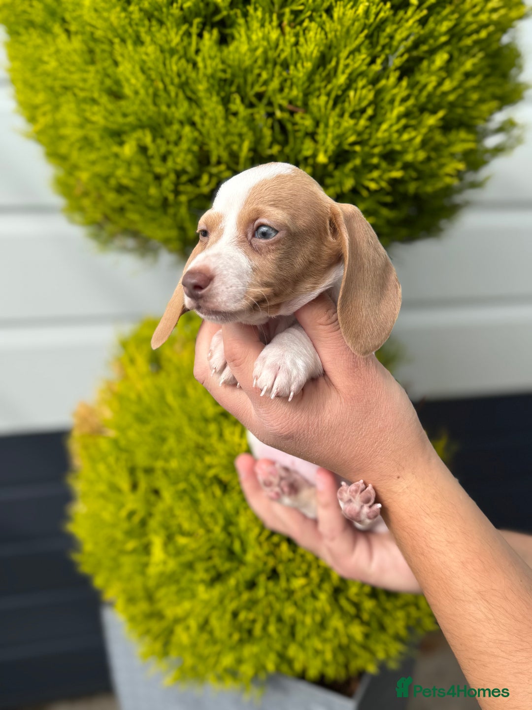 Miniature Dachshund dogs for sale: Miniature Dachshund Puppies (Licensed Breeder) - Image 3