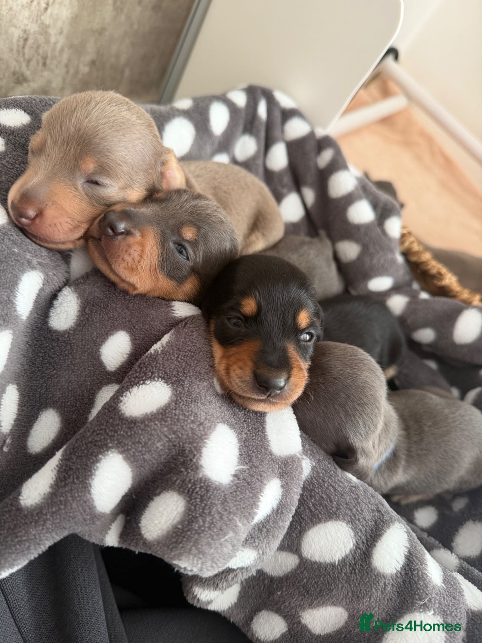 Miniature Dachshund dogs 🐶 2 Stunning Miniature Dachshund Boys 🐶   - Advert 7