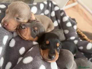 Miniature Dachshund dogs 🐶 2 Stunning Miniature Dachshund Boys 🐶 - Advert 7