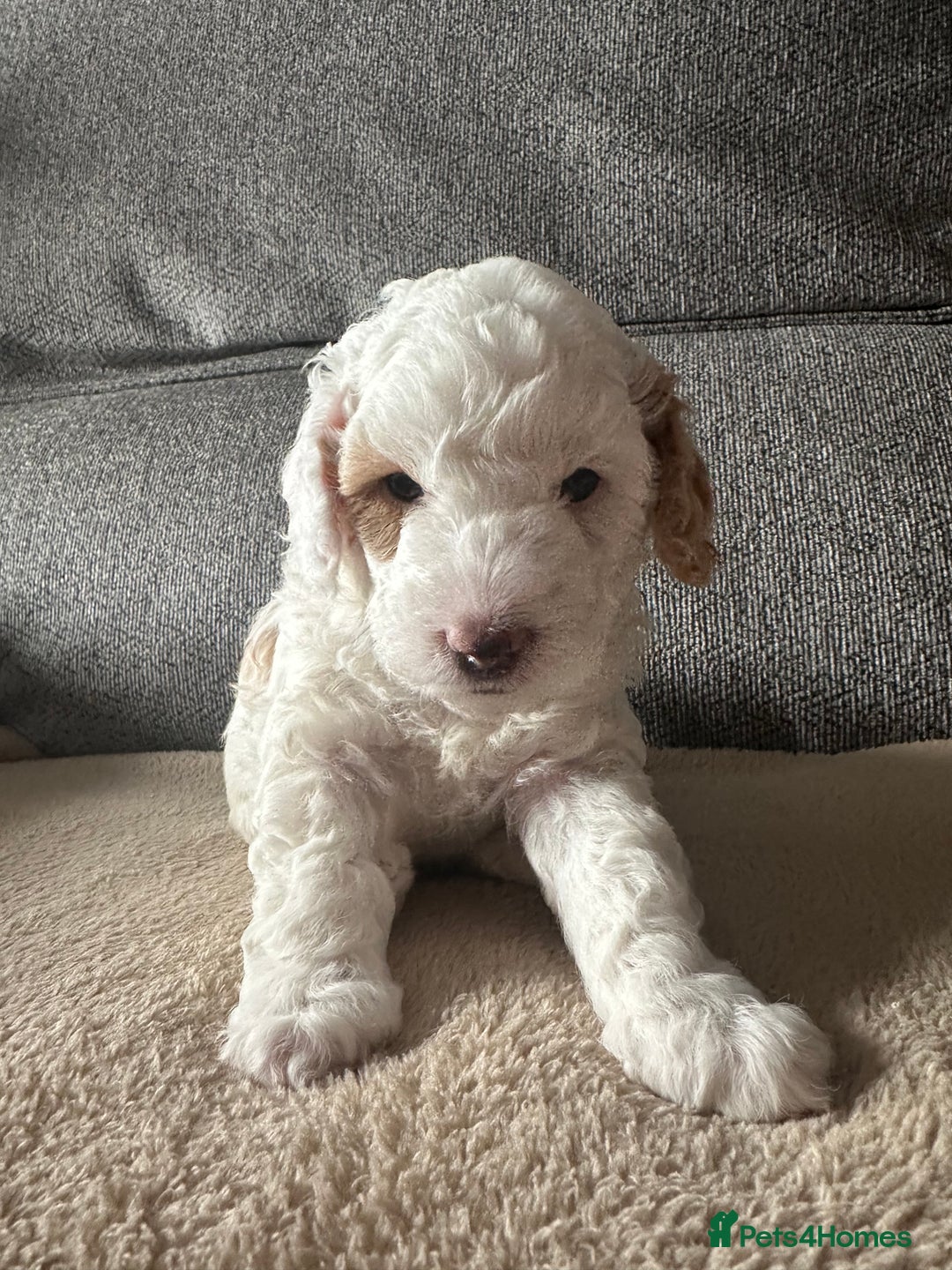 Cockapoo dogs for sale: F1BB Toy Cockapoo puppies - Image 2