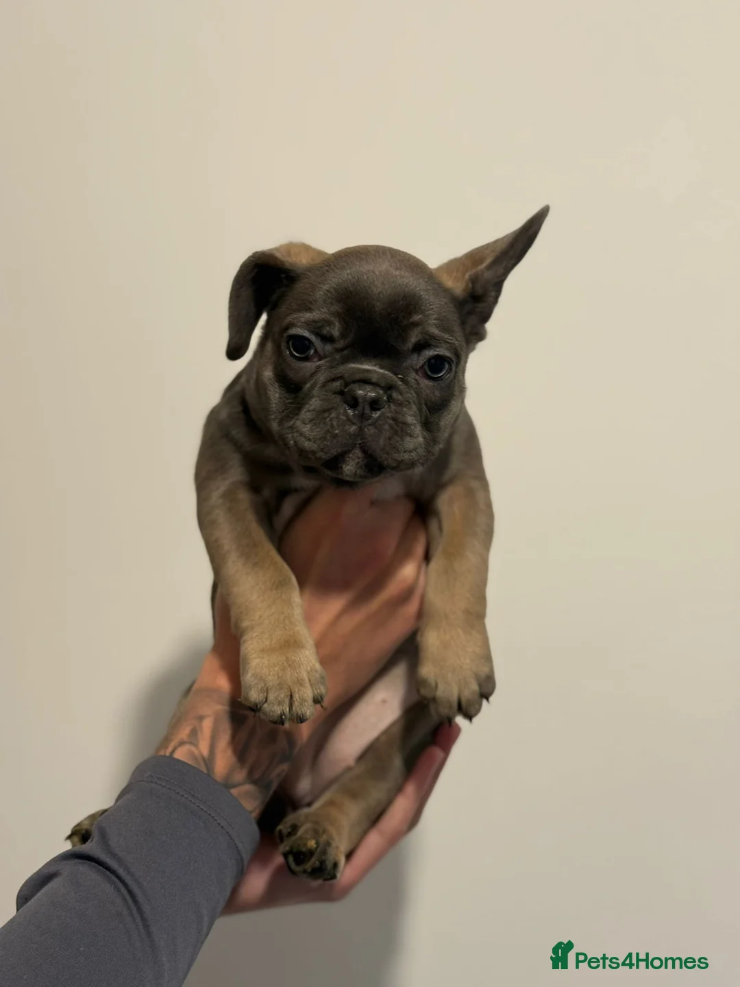 French Bulldog dogs for sale: French bulldogs  - Advert 7