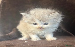 Ragdoll cats for sale: Beautiful ragdoll kittens  - Image 12