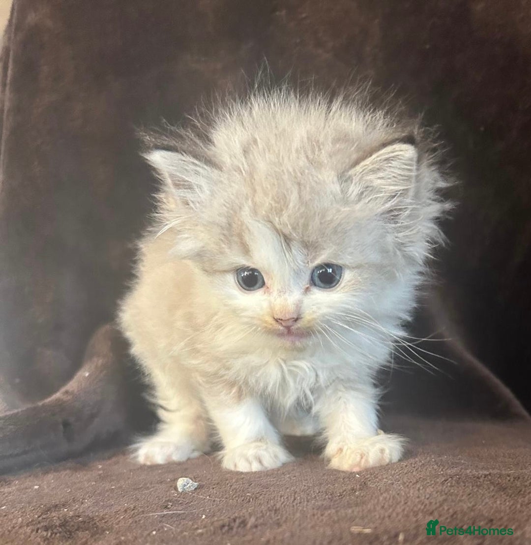 Ragdoll cats for sale: Beautiful ragdoll kittens  - Image 12