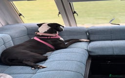 Mixed Breed dogs for sale: Dalmation x Great Dane  - Image 3
