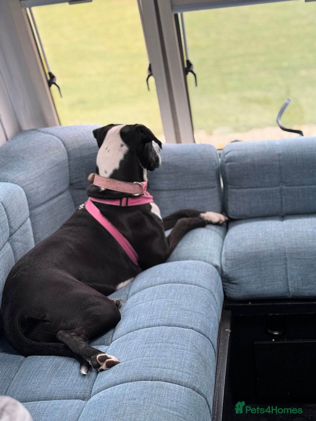 Mixed Breed dogs for sale: Dalmation x Great Dane  - Image 3