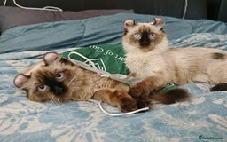 American Curl cats for sale: Two very rare and wonderful kittens for sale - Image 7