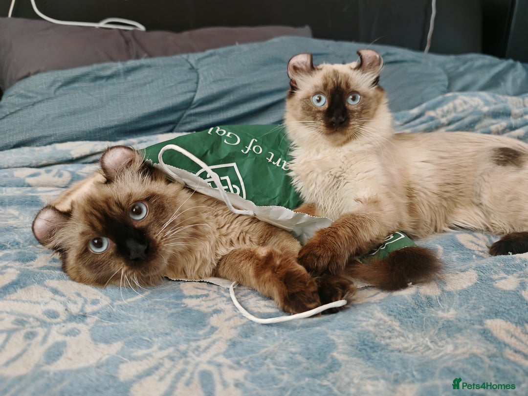 American Curl cats for sale: Two very rare and wonderful kittens for sale - Image 7