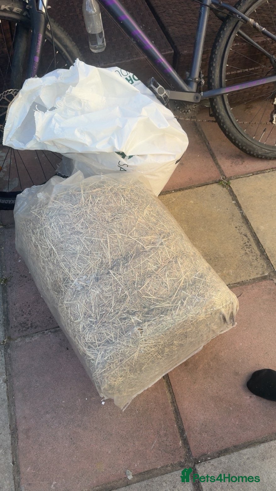 Mini Lop rabbits for sale: 2 mini lop boys in Hull - Advert 7