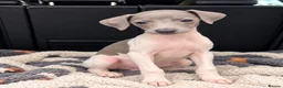 Italian Greyhound dogs for sale: 🤍Outstanding Italian Greyhound litter🤍 in Wetherby - Advert 10