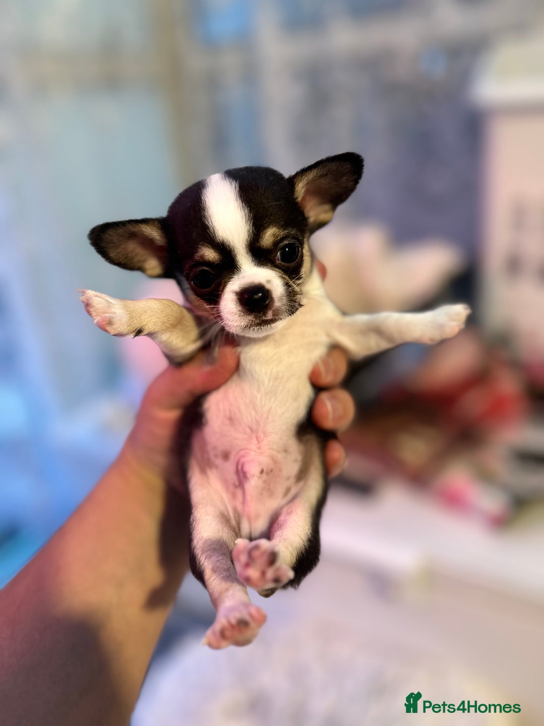 Chihuahua dogs for sale: Chihuahua  - Image 18