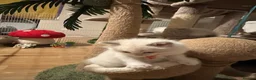 Ragdoll cats for sale: GCCF Reg Purebred Ragdoll kittens - Advert 4