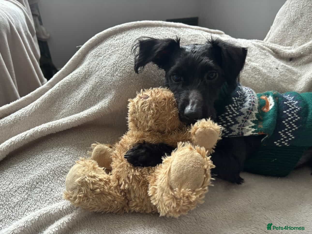 Yorkiepoo dogs 2 year old male Yorkiepoo for sale  - Advert 1