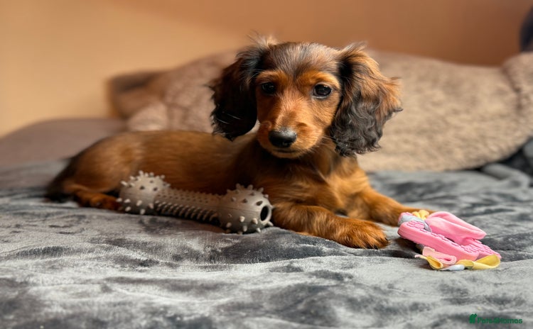 Miniature Dachshund dogs Mini long hair dapple dachshunds - Advert 6