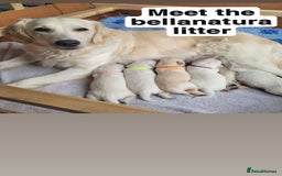 Golden Retriever dogs for sale: Golden Retriever Pups – First Class Homes Wanted - Image 6