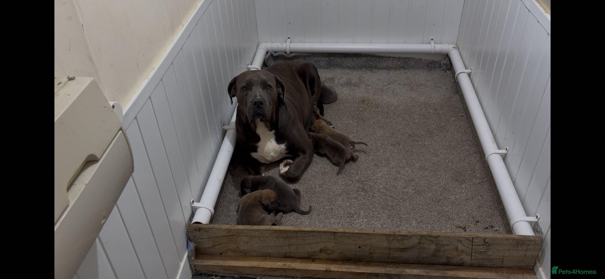 Boerboel dogs STUNNING NABBR REGISTERED GIRLS.  - Advert 12