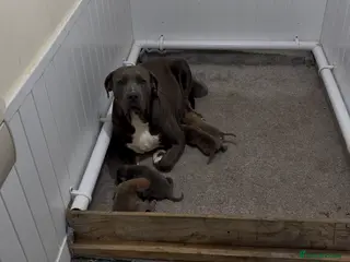 Boerboel dogs STUNNING NABBR REGISTERED GIRLS. - Advert 12