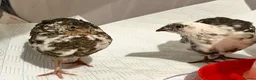 Quail poultry for sale: 6 Japanese Coturnix Quail x6 (2 Males & 4 Females) - Advert 6